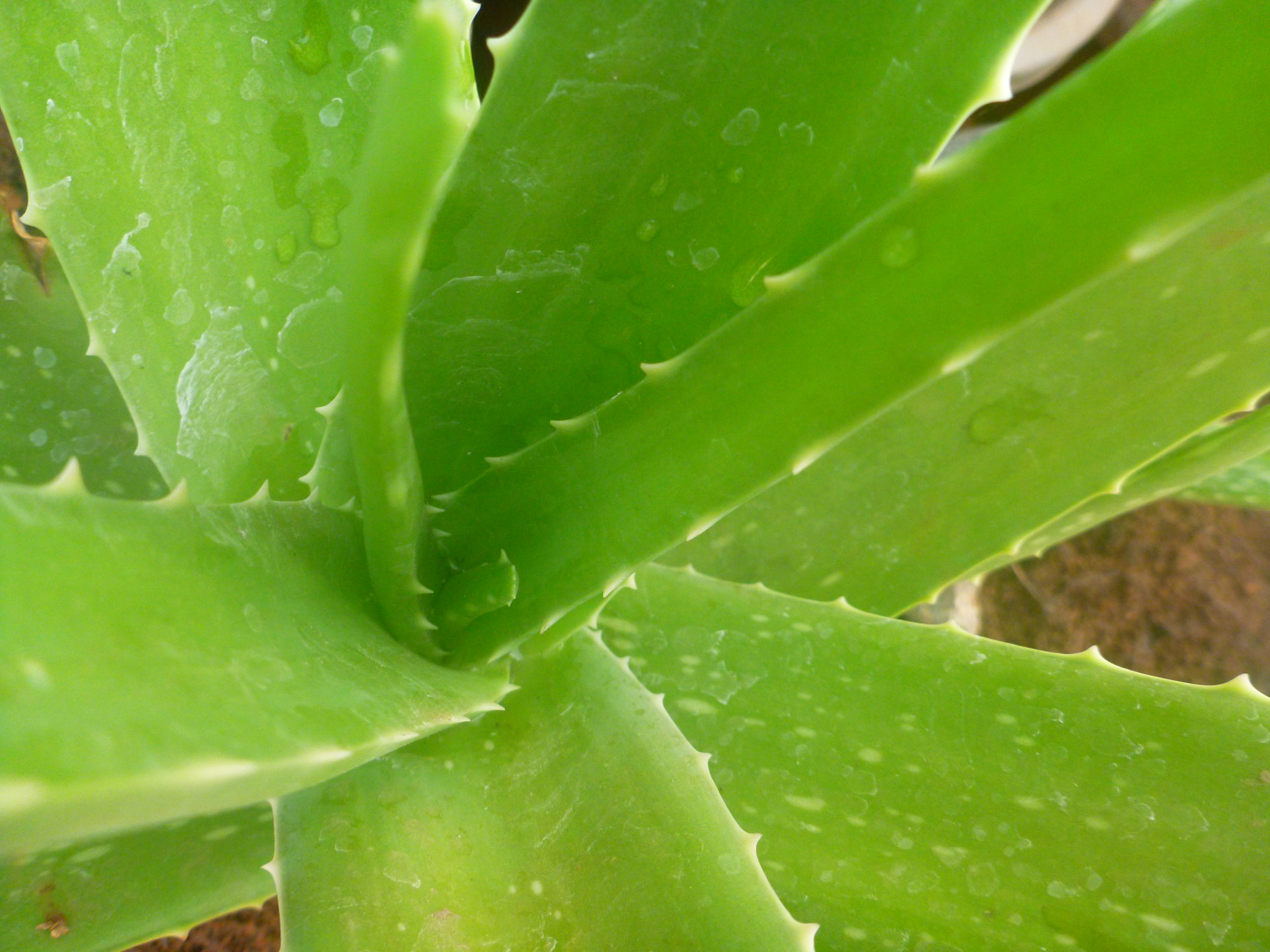 Growing Aloe Vera In Mumbai Mumbai Farmer